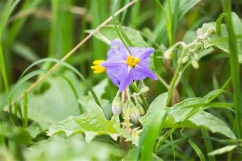 15 Wildflowers in Kansas (with Photos) - Wildlife Informer