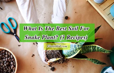 What Is The Best Soil for snake plant (3 Recipes) | Florist Kid