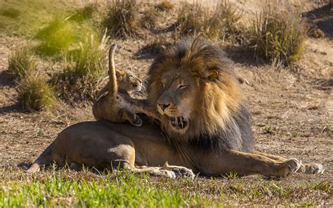 Lion Cub HD wallpaper | animals | Wallpaper Better