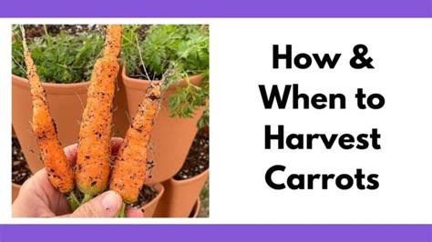 When to Harvest Carrots - Together Time Family