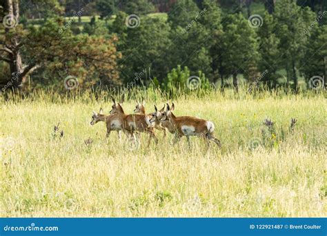 Pronghorn `American Antelope` Doe in Custer State Park Stock Image - Image of south, meadow ...