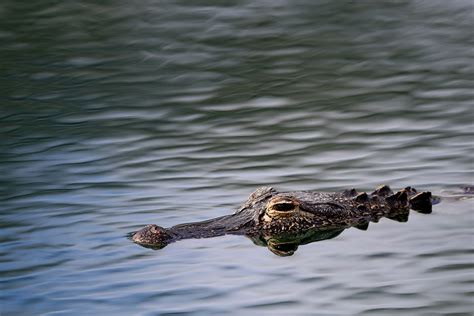 Florida Alligator Attacked 5-Year-Old Girl Swimming in Lake, Grandfather 'Pounded the Water' to ...