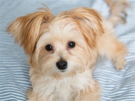 Morkie Puppies – Meet The Maltese Yorkshire Terrier Mix