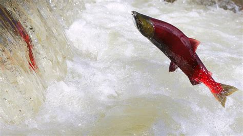 When & Why Do Salmon Swim Upstream | VitalChoice Blog