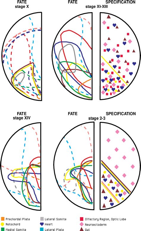 Figure 6 from A fate map of the epiblast of the early chick embryo ...