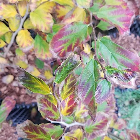 Parrotia persica — Ecotone Plants LLC