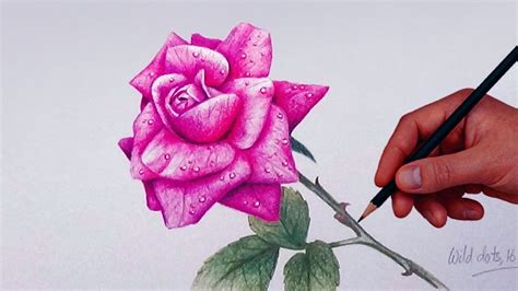 How To Draw A Rose With Simple Colored Pencils | - YouTube