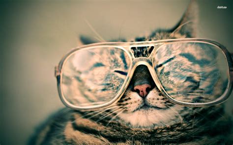 🔥 [49+] Cool Cat With Glasses Wallpapers | WallpaperSafari