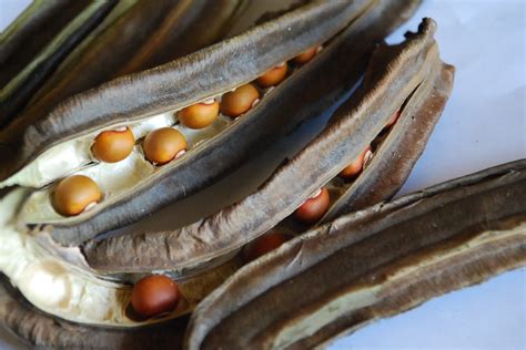 My little vegetable garden: The end of winged beans