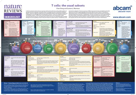 T cells: the usual subsets Chen Dong and Gustavo J. Martinez