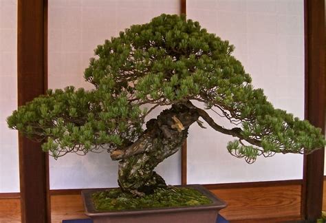 Bonsai!