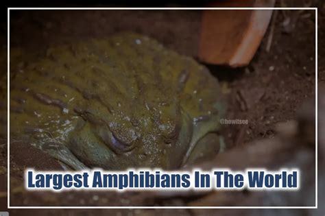 Top 10+ Largest Amphibians In The World (Biggest Amphibians 2023)