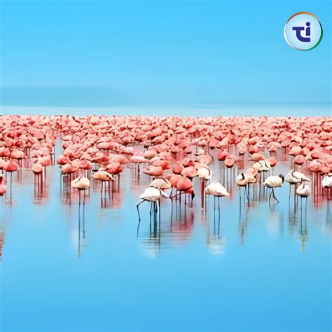 Advantages Of Bird Migration. Every year, millions of birds go on an ...