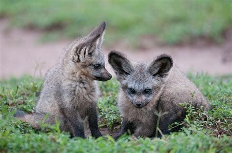 Bat-Eared Fox Pups | Sean Crane Photography