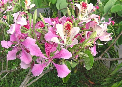 Tree of Orchids Photograph by James Temple - Fine Art America