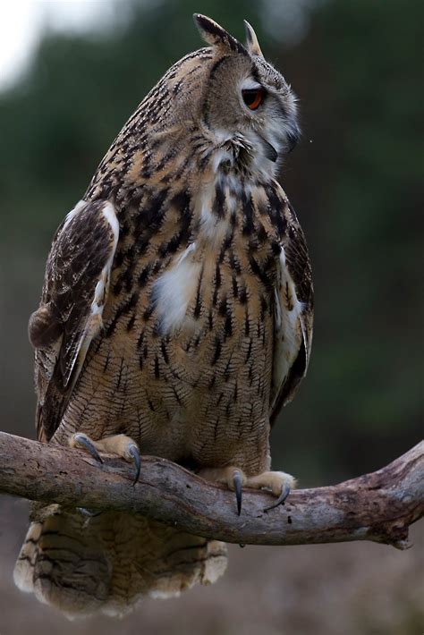 Ann Brokelman Photography: Eagle Owl, and Barn Owl - Captive Birds Oct 2011