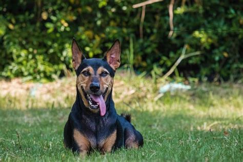 German Shepherd Doberman mix: One of the best breeds? - K9 Web