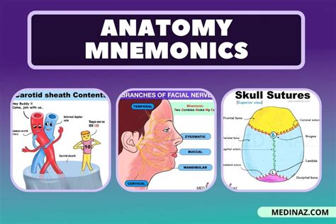 Anatomy Mnemonics & Tips - Best way to remember Anatomy