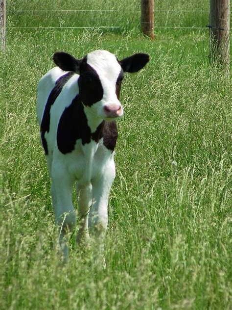 love these dairy cows....when I was little I thought the black | Cow, Cute cows, Baby cows