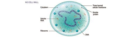 Mycoplasma Treatment Cell Culture - Pregnancy Informations