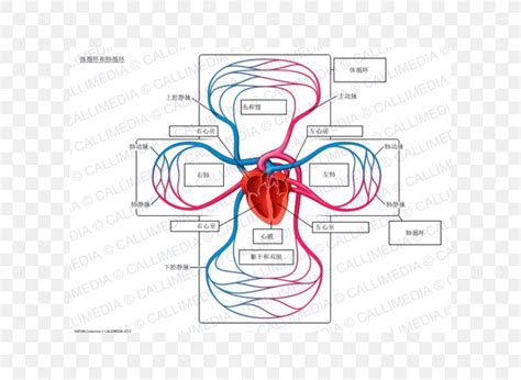 pulmonary circuit diagram - Circuit Diagram