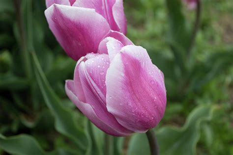 Raindrops On Tulips Photograph by Jannita Simpson - Fine Art America