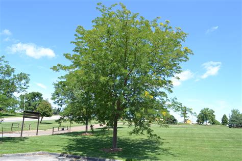 Skyline Honeylocust is a hardy shade tree that tolerates salt & heat.