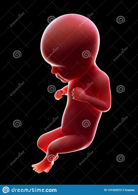 A human fetus, week 26 stock illustration. Illustration of newborn ...