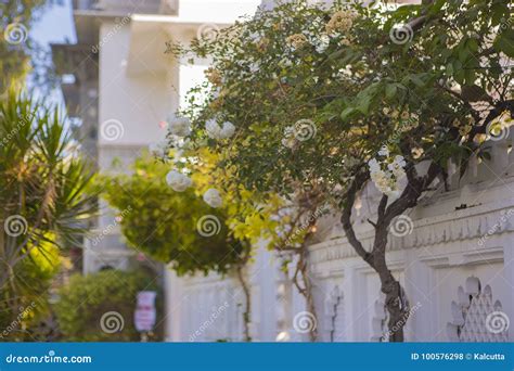 Exotic Garden. Landscape Design of the Garden Stock Photo - Image of house, planting: 100576298