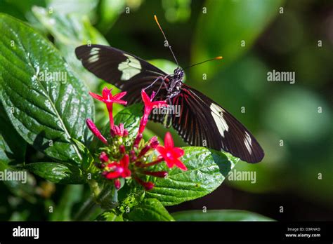 Fairchild tropical botanic garden in hi-res stock photography and ...