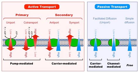 Mechanisms of Transport Study Guide - Inspirit Learning Inc