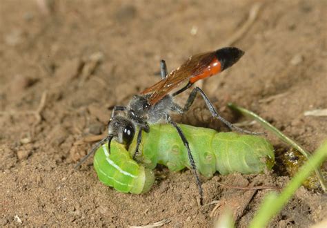 Podalonia canescens - WaspWeb