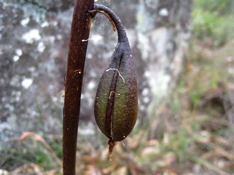 Growing Orchids From Seeds | Plantly