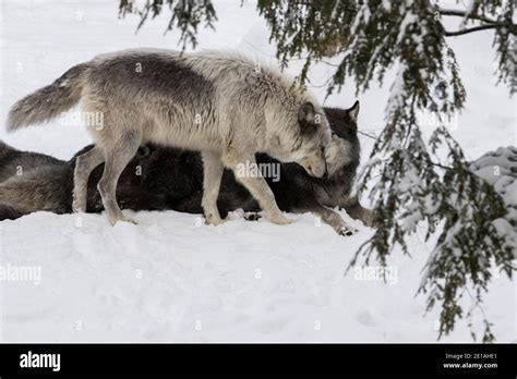 northwestern wolf (Canis lupus occidentalis) pack in winter Stock Photo ...