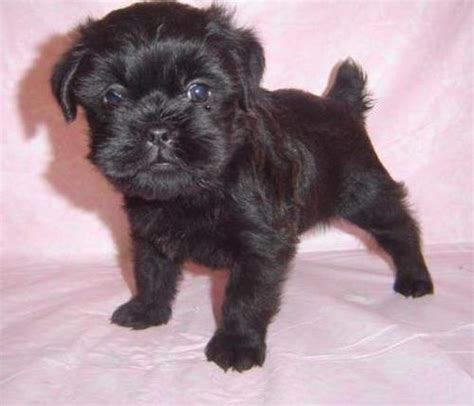 How to Care Affenpinscher Puppies | Animals Blog