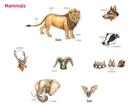 muzzle noun - Definition, pictures, pronunciation and usage notes ...