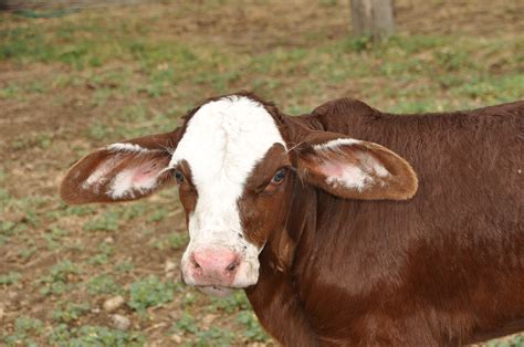 Cattle Country Tales: What is a Poddy Calf?