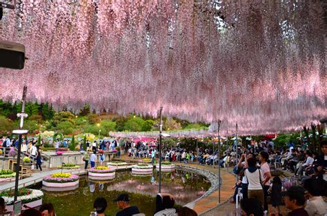 Ashikaga-Flower-Park-Wisteria_pink | Tabimania Japan