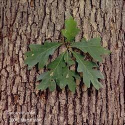 White Oak Bark Powder - Sage Consulting & Apothecary