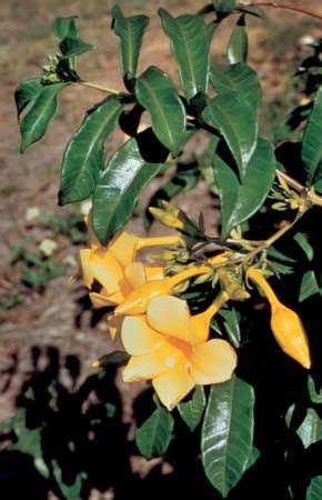 Apocynaceae | Description, Major Genera and Species, & Facts | Britannica