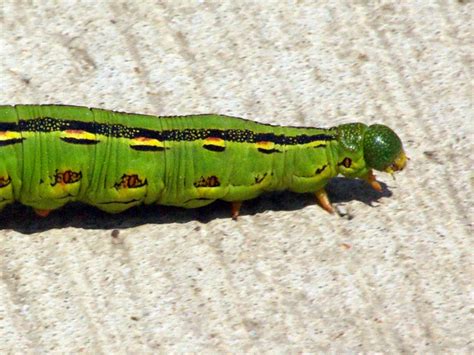 White-lined Sphinx Moth – Caterpillar – DFW Urban Wildlife