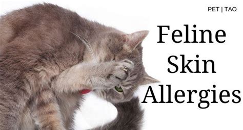 Cat Skin Allergies: How to Identify and Treat Symptoms | Cat skin, Cat allergies, Allergies