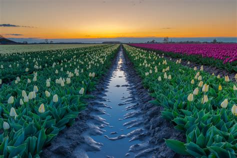 Tulip fields in the Netherlands : r/MostBeautiful