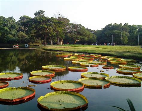 Botanical Gardens, kolkata | Botanical gardens, Kolkata, India tour