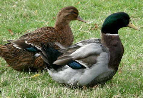 Rouen For Sale | Ducks | Breed Information | Omlet