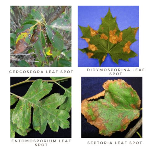 Leaf Spot [Fungus Symptoms & Treatments] - Plants Craze