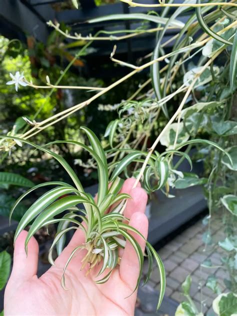 How to Propagate a Spider Plant: 5 Easy Methods (w/ photos)