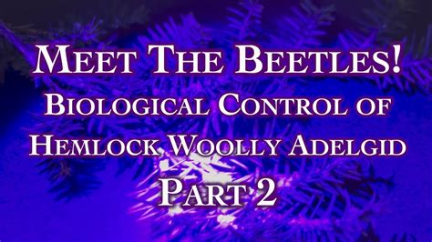 Meet The Beetles! Biological Control of Hemlock Woolly Adelgid Part 2 ...