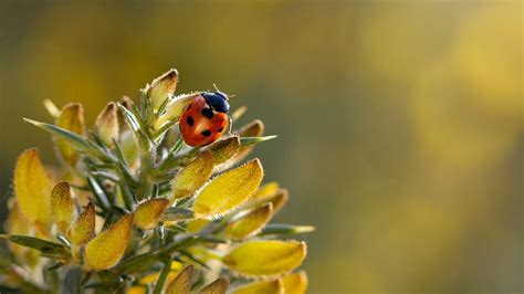 BBC Two - Springwatch, 2021, Episode 6 - Clips