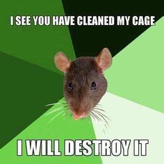 29 Rat Memes ideas | pet rats, cute rats, rats